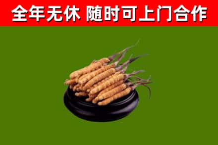 浉河区烟酒回收冬虫夏草.jpg